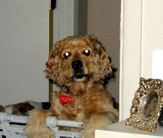 Duchess