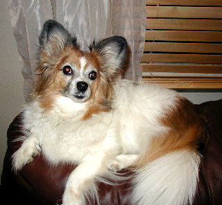 Bruno
