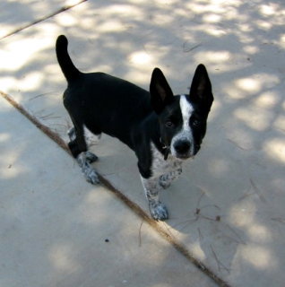 Boz