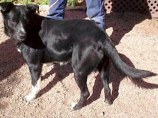 Riley - COURTESY POST