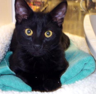 Blackie