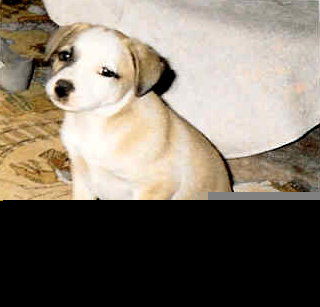 Josie