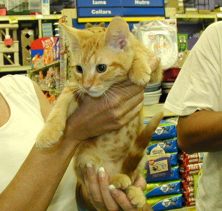 Cheeto