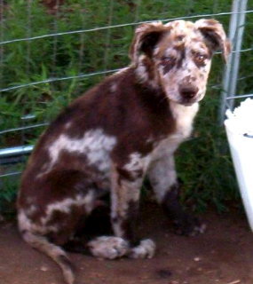 Brownie