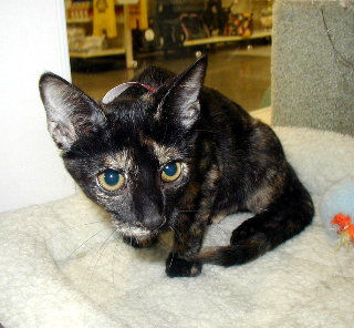 Cleo