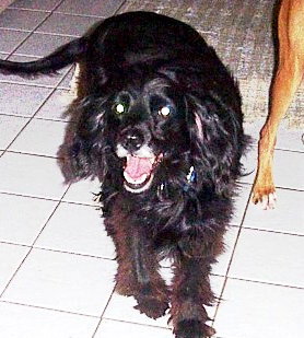 Butler
