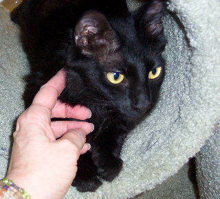 Cleopatra
