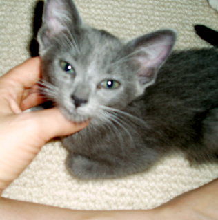 Clementine