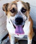 Buster - For The Luv of Dogz