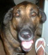 Cissy - For The Luv of Dogz