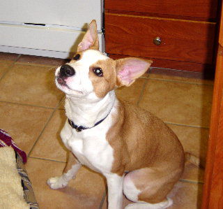 Roxy