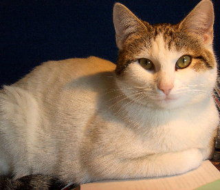 Josie - COURTESY POST