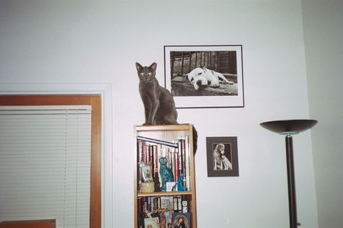 Smokie