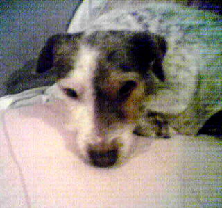 Rusty - Courtesy Post