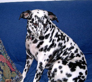 Roxie