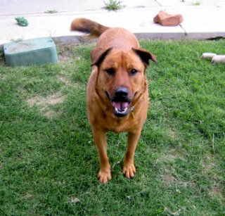 Rosie - For The Luv of Dogz