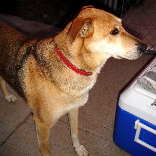 Maggie - Courtesy Post