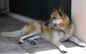 Diogi