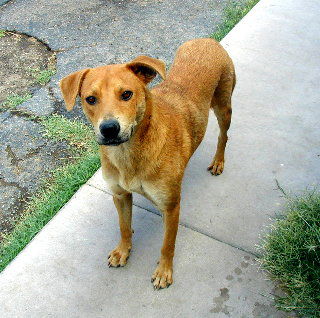 Cinnamon