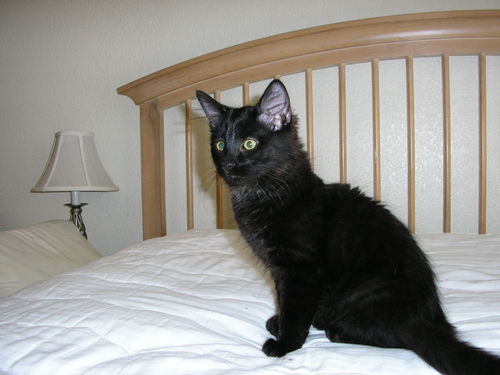 Leroy Brown