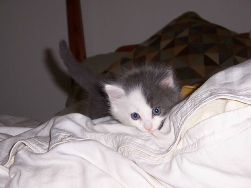 Charlie