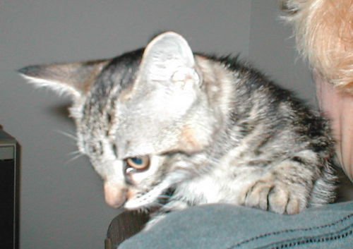 Leyla