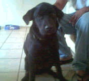 Rocco