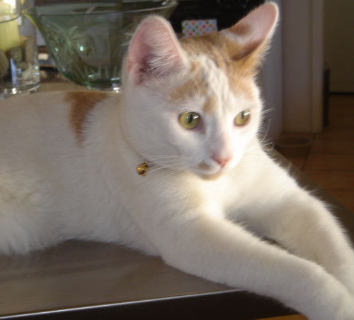 Romeo