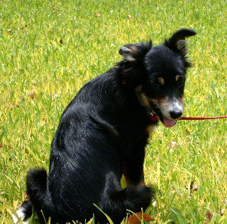 Lilly