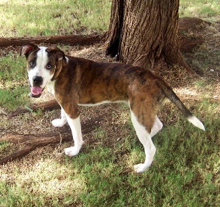 Boxer Boy