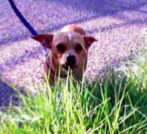 Lil Gomez