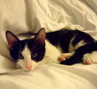 Bennie