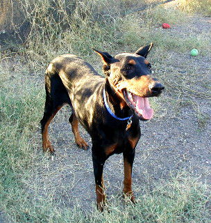 Dolly
