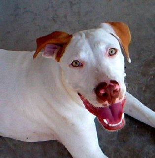 Chuy