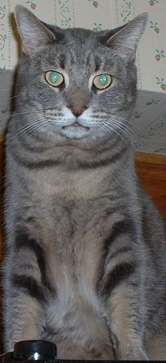 Wilbur