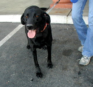 Bruno