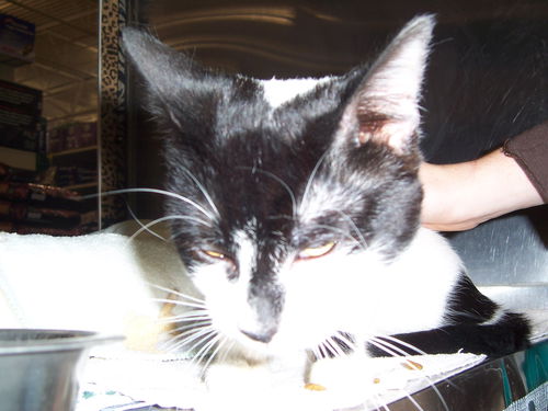 Chester