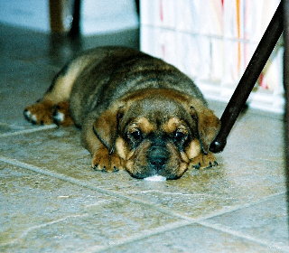 Pudge