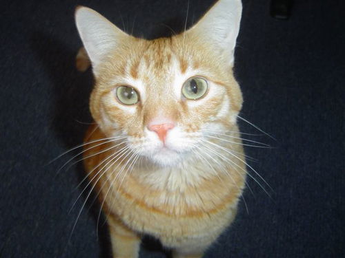 Rusty - COURTESY POST