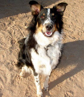 Ringo