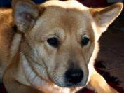 Josie - Courtesy Post