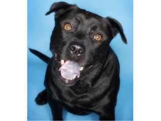 Blackie