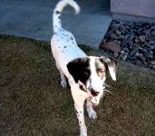 Petey - Phx Dalmatian Station