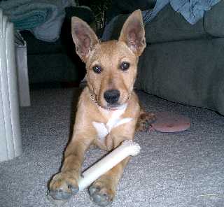 Roo