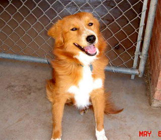 Maggie - Courtesy Post