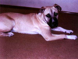 Puppy Girl - Courtesy Post