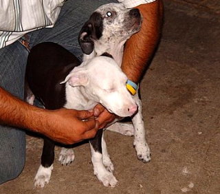 Blanca - Courtesy Post