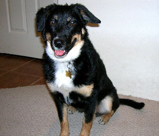 Charlee - Benji's Buddy's