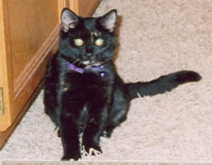 Willow