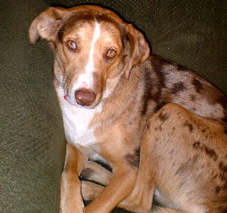 Rusty - Courtesy Post